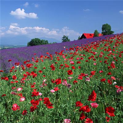 助赢软件app下载