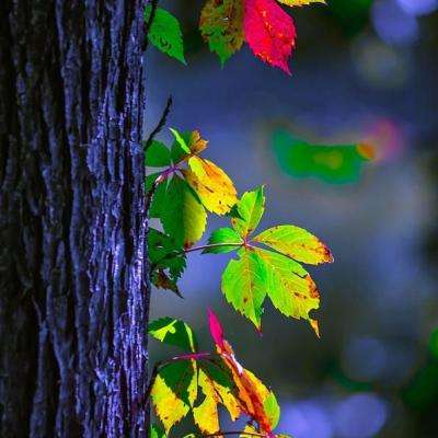 澳门正版资料大全手机app下载